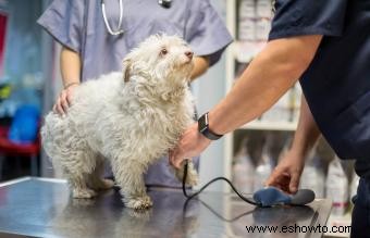 Cómo tomar la presión arterial de un perro