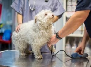Cómo tomar la presión arterial de un perro