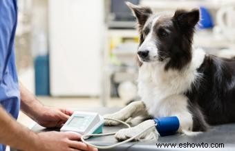 Cómo tomar la presión arterial de un perro