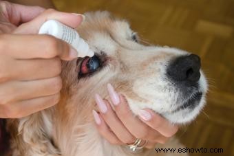 Cómo tratar una infección en los ojos de un perro (de la manera correcta)