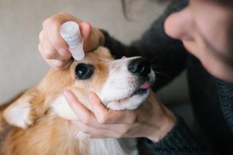 Cómo tratar una infección en los ojos de un perro (de la manera correcta)