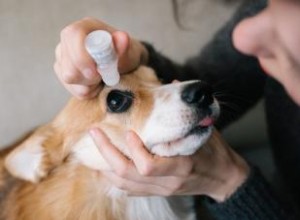 Cómo tratar una infección en los ojos de un perro (de la manera correcta)