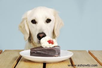 Cómo tratar a un perro que comió chocolate