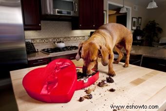 Cómo tratar a un perro que comió chocolate