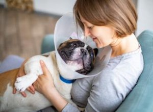 Guía experta: Cómo usar el cono para perros correctamente y sin vergüenza
