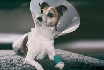 Cómo usar un cono para perros (sin vergüenza)