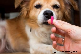 Cómo usar Benadryl para perros de forma segura