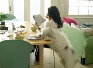Alimentos Humanos Tóxicos para Perros: Lista Completa y Síntomas de Intoxicación