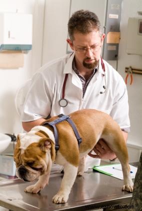 Identificación y tratamiento de cálculos en la vejiga en perros