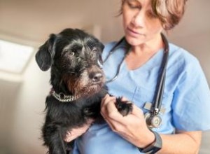¿Tu perro tiene dolor? 14 señales clave que no puedes ignorar