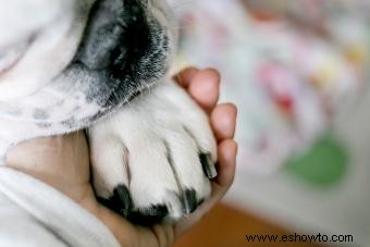 Dejar que tu perro muera naturalmente en casa