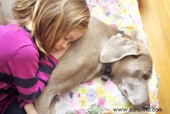 Dejar que tu perro muera naturalmente en casa