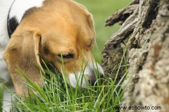 Lista de 38 plantas que son venenosas para los perros