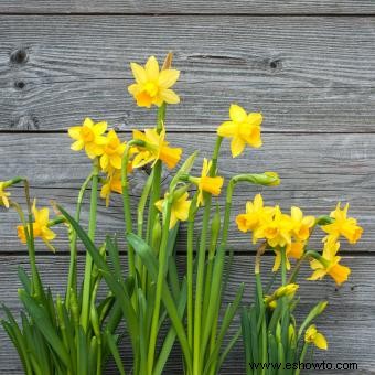 Lista de 38 plantas que son venenosas para los perros