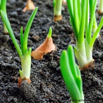 Lista de 38 plantas que son venenosas para los perros