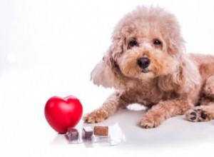 Riesgos de administrar preventivos contra el gusano del corazón sin receta veterinaria