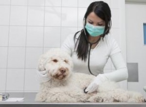 7 Enfermedades Más Comunes en Perros: Síntomas, Causas y Cuándo Consultar al Veterinario