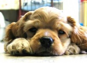 Preguntas Frecuentes sobre Cachorros Enfermos: Consejos Expertos de Veterinarios