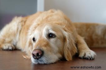 Señales de que un perro tiene dificultades para recuperarse de una convulsión