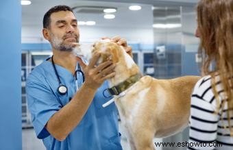 Señales de que su perro podría estar enfermo