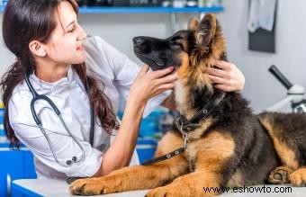 Señales de que su perro podría estar enfermo