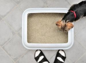 Estrategias para evitar que su perro coma caca de gato