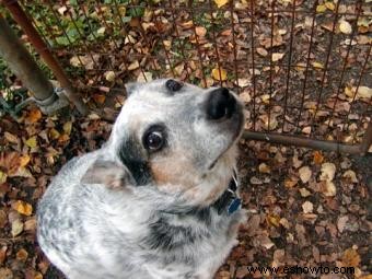 Síntomas y tratamiento de la enfermedad de Lyme en perros