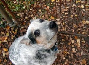 Enfermedad de Lyme en perros: síntomas, diagnóstico y tratamiento efectivo