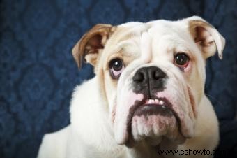 Síntomas y tratamiento del ojo de cereza en perros