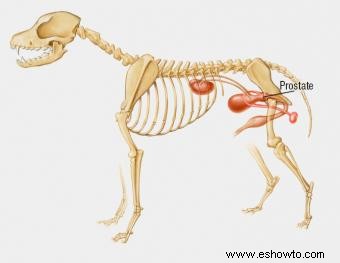 Las 4 enfermedades prostáticas caninas más comunes