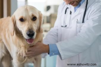Las 4 enfermedades prostáticas caninas más comunes