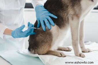 Consejos para detectar y tratar tenias en perros