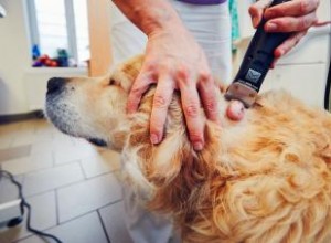 Tipos de Quistes, Bultos y Crecimientos en Perros: Guía Completa para Identificarlos