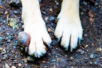 Tipos de quistes, bultos y crecimientos en perros