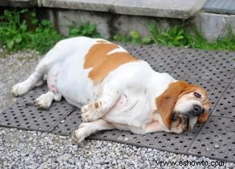 Resumen veterinario de problemas de tiroides en perros