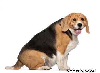 Resumen veterinario de problemas de tiroides en perros
