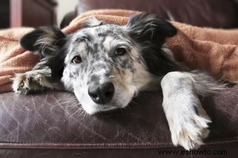 ¿Cuáles son los síntomas de un perro que muere de insuficiencia renal?