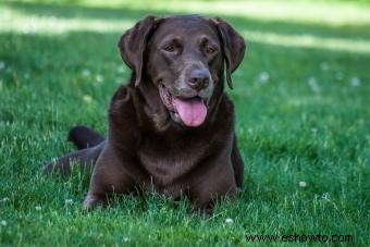 ¿Qué significa si mi perro respira rápido?