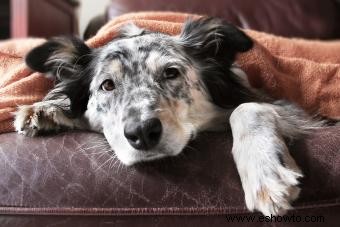 ¿Qué significa si mi perro respira rápido?