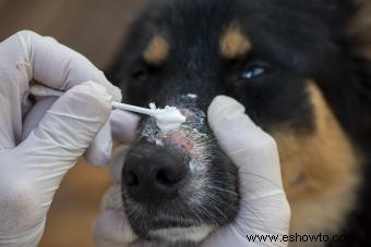 ¿Qué es la tiña en los perros? Explicación de los próximos pasos