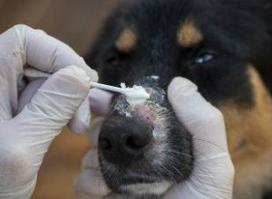 Tiña en perros: síntomas, diagnóstico, tratamiento y prevención completa