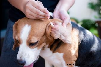 Lo que los propietarios deben saber sobre las infecciones del oído de los perros
