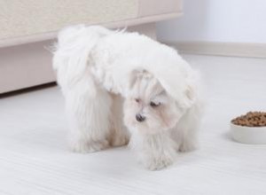 Qué Hacer si Tu Perro No Come: Causas Comunes, Consejos y Cuándo Llamar al Veterinario
