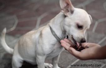 Qué alimentar a un cachorro con parvovirus