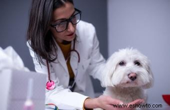 Qué alimentar a un cachorro con parvovirus