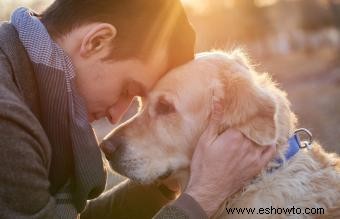 Cuándo sacrificar a su perro:hacer lo mejor para su canino