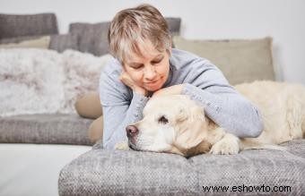 Cuándo sacrificar a su perro:hacer lo mejor para su canino