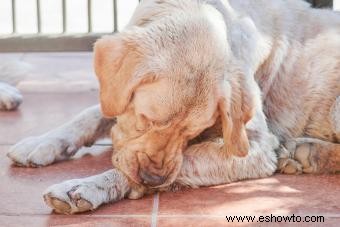 Infecciones por levaduras en perros:cómo detectarlas y tratarlas