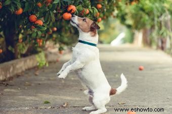 ¿Pueden los perros comer mandarinas? Consejos de expertos