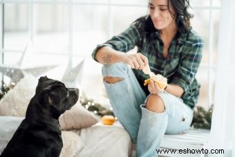 ¿Pueden los perros comer naranjas? Una mirada a los impactos de estas frutas en los caninos